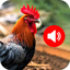 Animal Sounds and Bird Sounds