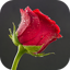 10000 Flowers Wallpapers