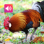 Red Junglefowl Sound: Ringtone 3.6.0