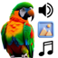 Parrot Sounds & 4K Wallpapers 1.0.4