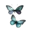 Pacify 4.24.3