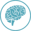 The Brain