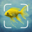 Aquatic Identifier: Fish ID 1.0