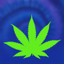 Cannabis News (FREE EDITION) 4.0