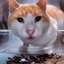 Random Cats Stickers WA 1.7