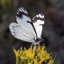 Forest Insect Pests 1.0.2