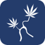 Confluence Cannabis