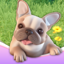 Dog Paradise
