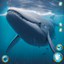 Whale Life Saga