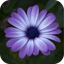Free Flower Screensaver 1.3