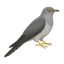 Canorus 0.5
