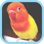 Masteran Kicau Burung LoveBird 16.0