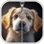 Puppy Dog Zipper Lock Screen 60.1