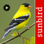 Bird Song Id USA songs & calls 9.0