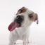Dog Licks Screen Video Theme 22.0