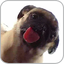 Dog Licker Live Wallpaper FREE 1.2