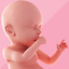 Pregnancy Tracker | Magic 1.2.7