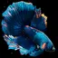 Betta Fish 1.4