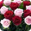 Rose Wallpaper , Rose Images 2.6