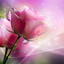 Pink Roses Live Wallpaper 9.0