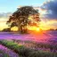 Perfect Sunset Live Wallpaper 5.0