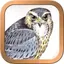 Druid Oracle Cards 2.1.5