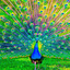 Peacocks Live Wallpapers 1.0.0
