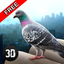 City Pigeon Simulator 3D 1.1
