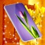 Tulip Spring 4K Wallpapers 6.10.18