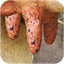 Milk The Cow 3.3