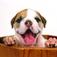 Puppy Live Wallpaper 2.4