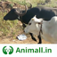 गाय भैंस खरीदें बेचें Animall 3.1.4