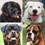 Dogs Quiz - Guess All Breeds! 3.6.0