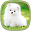 Cute Puppy Wallpapers 3.3