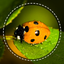 Insect identifier by photo 1.0
