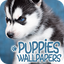 Puppies Wallpapers in 4K 27.09.2019-puppies