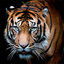 Tiger Wallpapers | Cool tigers 4.0.tiger