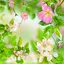 Gentle Flowers Live Wallpaper 8.1
