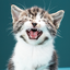 Cats sounds 4.0.catsounds