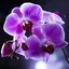 Orchids Live Wallpaper 1.0.7