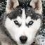Husky Live Wallpaper 4.0