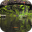 Real pond with Koi 10.0