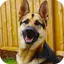 police dog criminal chase 1.4