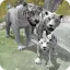 Snow Tiger Game Family Survive 3.11