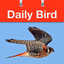 Daily Bird - the beautiful bird a day calendar app 1.1