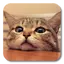 Q Cat Live Wallpaper 2.7