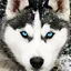 Husky Dog Wallpaper HD 26