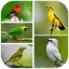 1000 Kicau Burung Lengkap 5.1