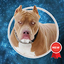 Pitbull Wallpapers 12.0