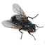 Fly Sound 1.0
